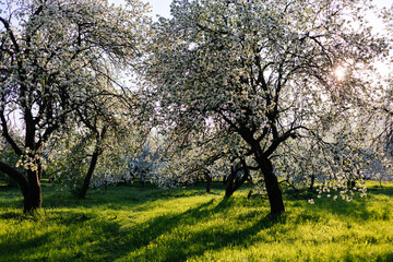 Blooming apple orchard in spring. Apple trees flowers. Sunlight. Vibrant happy joyful spring 