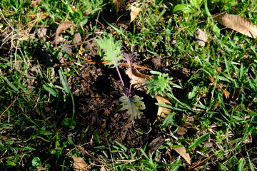 plants growing in the garden backyard nature gardening