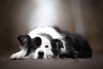 Naklejka na ściany i meble Black and white border collie dog (down)