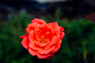 Red Rosa chinensis flower with green leaf