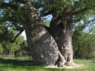 Alter Baobab