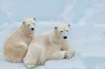 Fotobehang polar bear and cubs © elizalebedewa