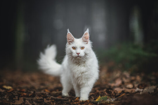 White Maine Coon in dark forest