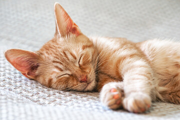 Fototapeta na wymiar cat sleeping on a pillow