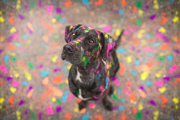 Catahoula Leopard Dog with holi colors in face