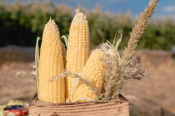 An ear of ripe corn. Close-up
