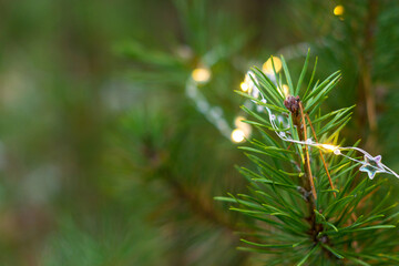 Garland on pine branches in the forest. New year mood, christmas winter day