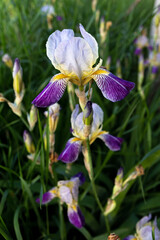 Blooming lilac iris in the garden, close up