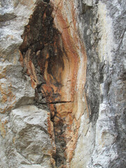 bark texture