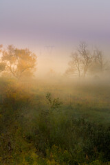 Obraz na płótnie Canvas morning mist in the meadow
