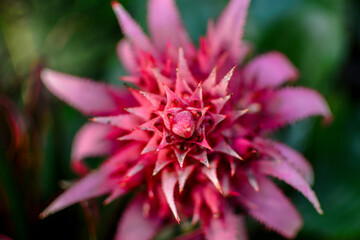 close up of a red dahlia