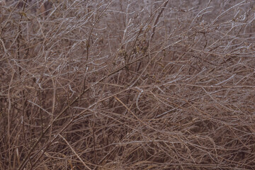 Fototapeta na wymiar brown grass in a field after a freezing rain in late autumn