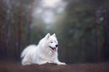 Beautiful samoyed dog in forest portrait