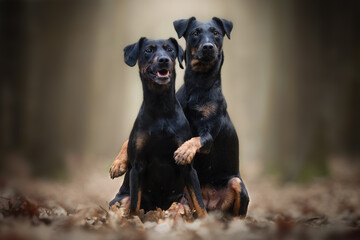 two jagdterriers dog - hugs photo