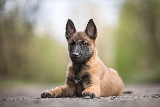 Belgian Malinois Puppy Images Browse 16 586 Stock Photos