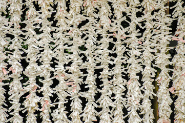 Automne au Japon,à Kamakura, omikuji