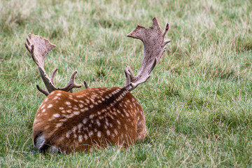 deer in the grass
