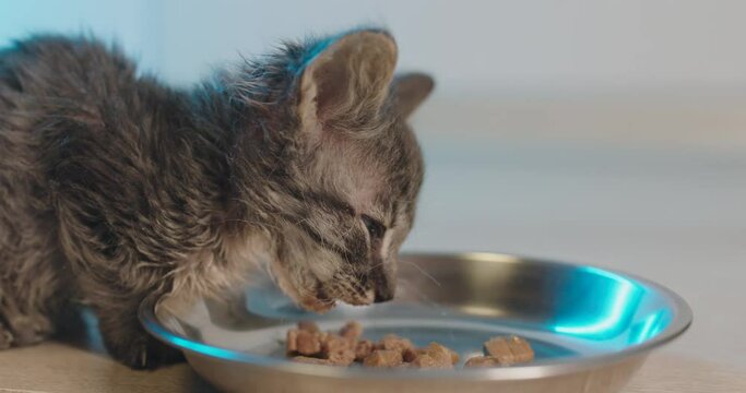 The kitten eats wet cat food from a bowl. A small funny kitten one and a half weeks of age eats with appetite, muzzle stained in food.