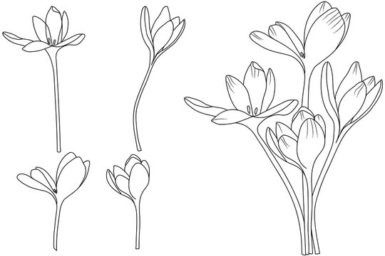 Crocus flower hand drawing, Hand drawing, Flower drawing, Sketch, Beautiful hand drawing of crocus, Flower art