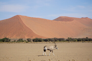 Oryx in der W&uuml;ste
