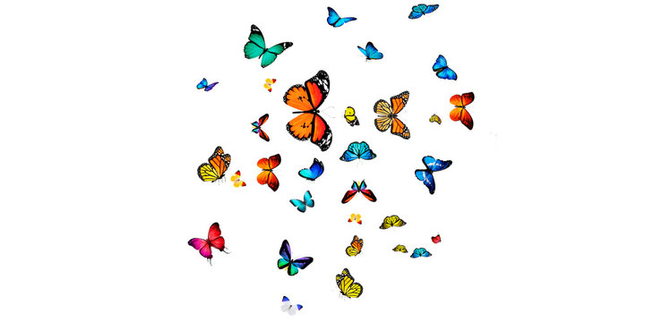 butterflies Stock Image In White Background