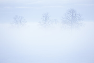 trees in a foggy weather in the winter