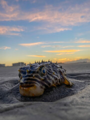 sea lion at sunset