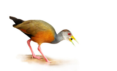 Close up of a little wood rail against clear white background