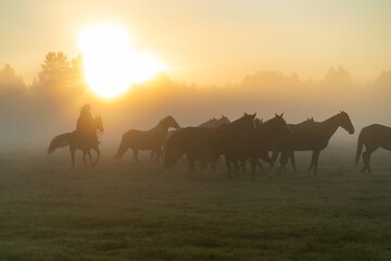 Fototapeta na wymiar Silhouette of cowgirl on horse in morning