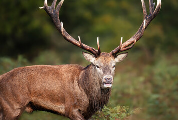 Obraz premium Close-up of a red deer stag during rutting season in autumn