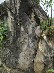 tree on rock