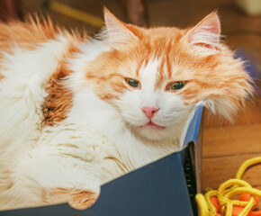 Adult red pensive cat in blue box