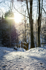 a snowy path in the forest