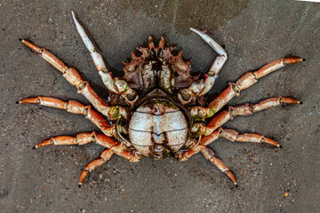 crab on sandy background