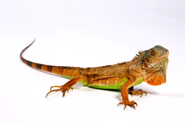 Green iguana, orange morph // Grüner Leguan, rot-orange Farbvariante (Iguana iguana) - obrazy, fototapety, plakaty