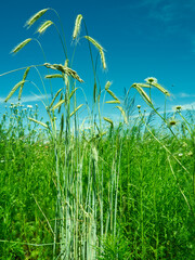 Naklejka premium Summer meadow with camomile flowers and rye ears on blue sky and clouds background. Countryside landscape. Agriculture grain growing on the field.