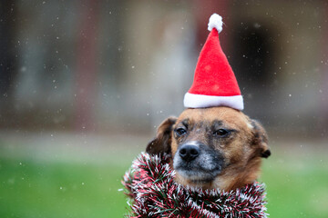 Dog with Christmas hat