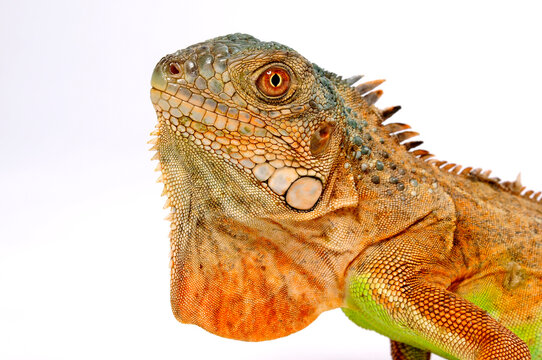 Gr&uuml;ner Leguan, rot-orange Farbvariante // Green iguana, orange morph (Iguana iguana)