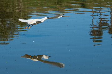 heron flying over water