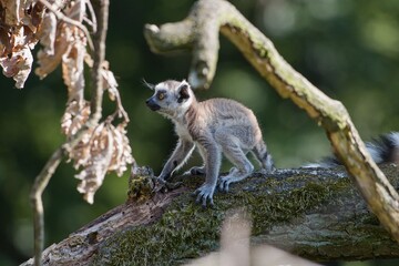lemur on tree