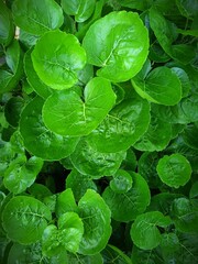 close up of leaves