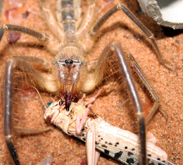 A Camel Spider eating a grasshopper