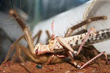A Camel Spider eating a grasshopper
