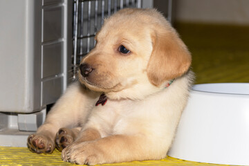 A Labrador Puppy relaxing by his cage