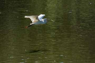 heron in flight