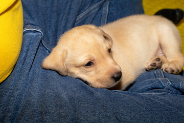 A sleeping Labrador puppy in his owners lap