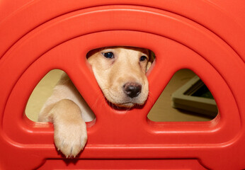 A small Labrador puppy trying to escape his play area