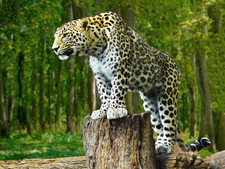 El Trono del Leopardo