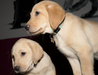 Two Golden Labrador Puppies looking left