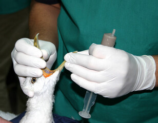 A Veterinarian feeding a bird